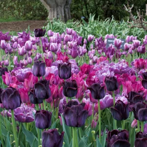 IMG_2941.webp