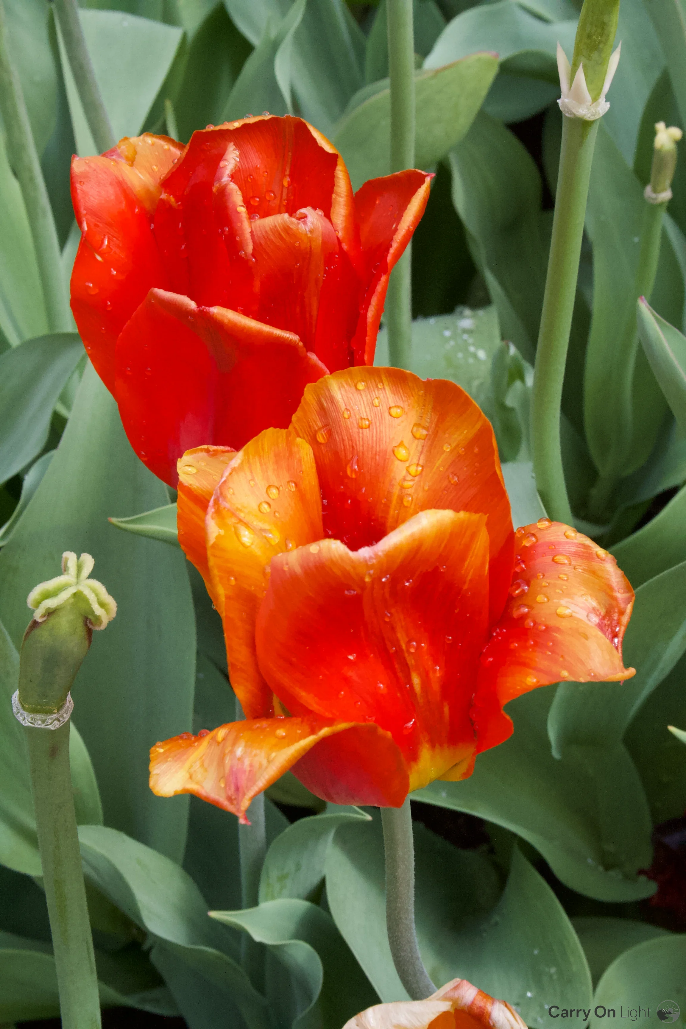 IMG_2915.webp