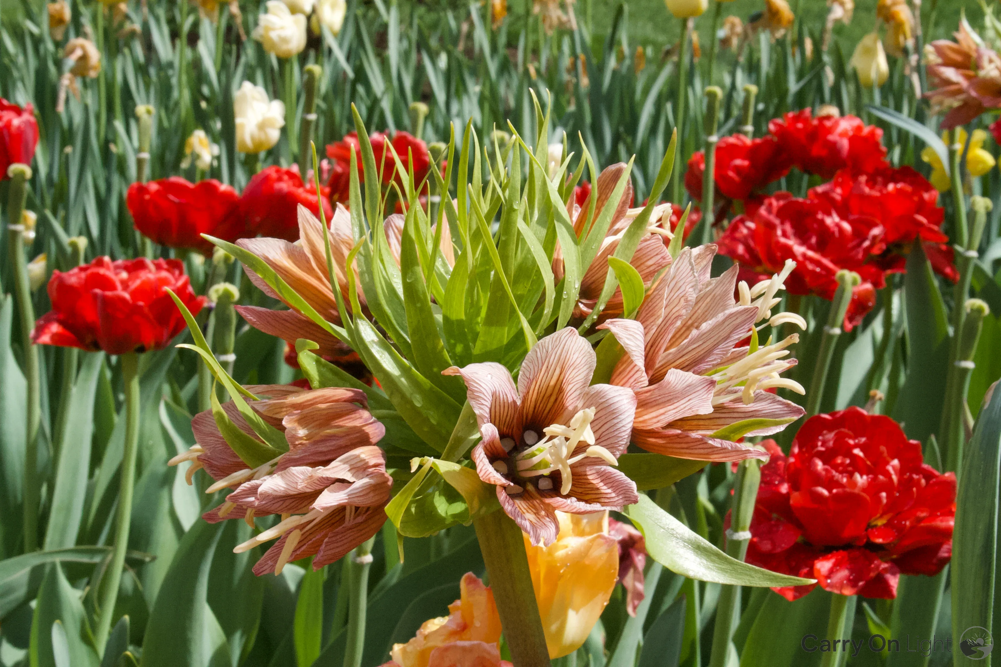 IMG_2917.webp