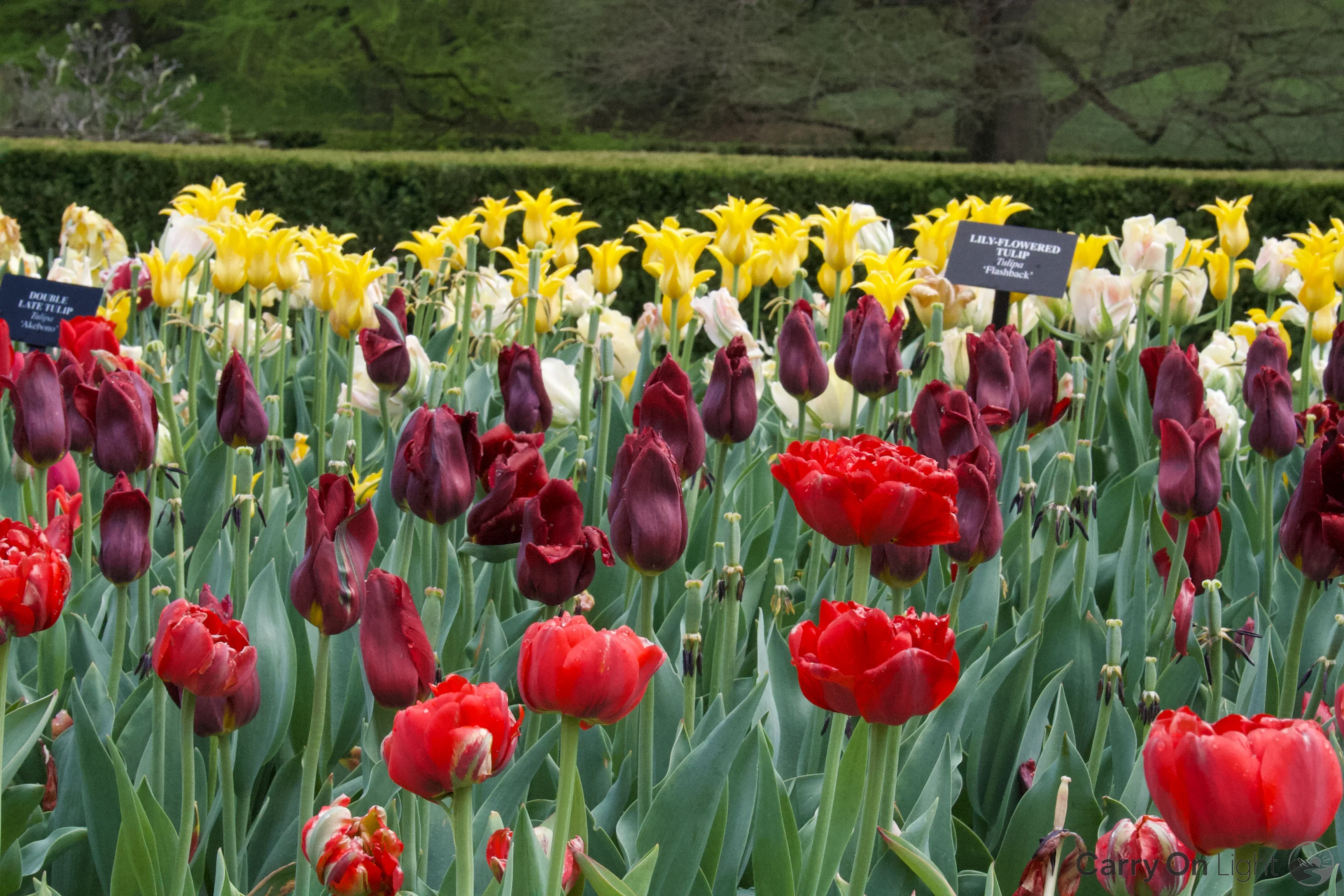 IMG_2918.webp