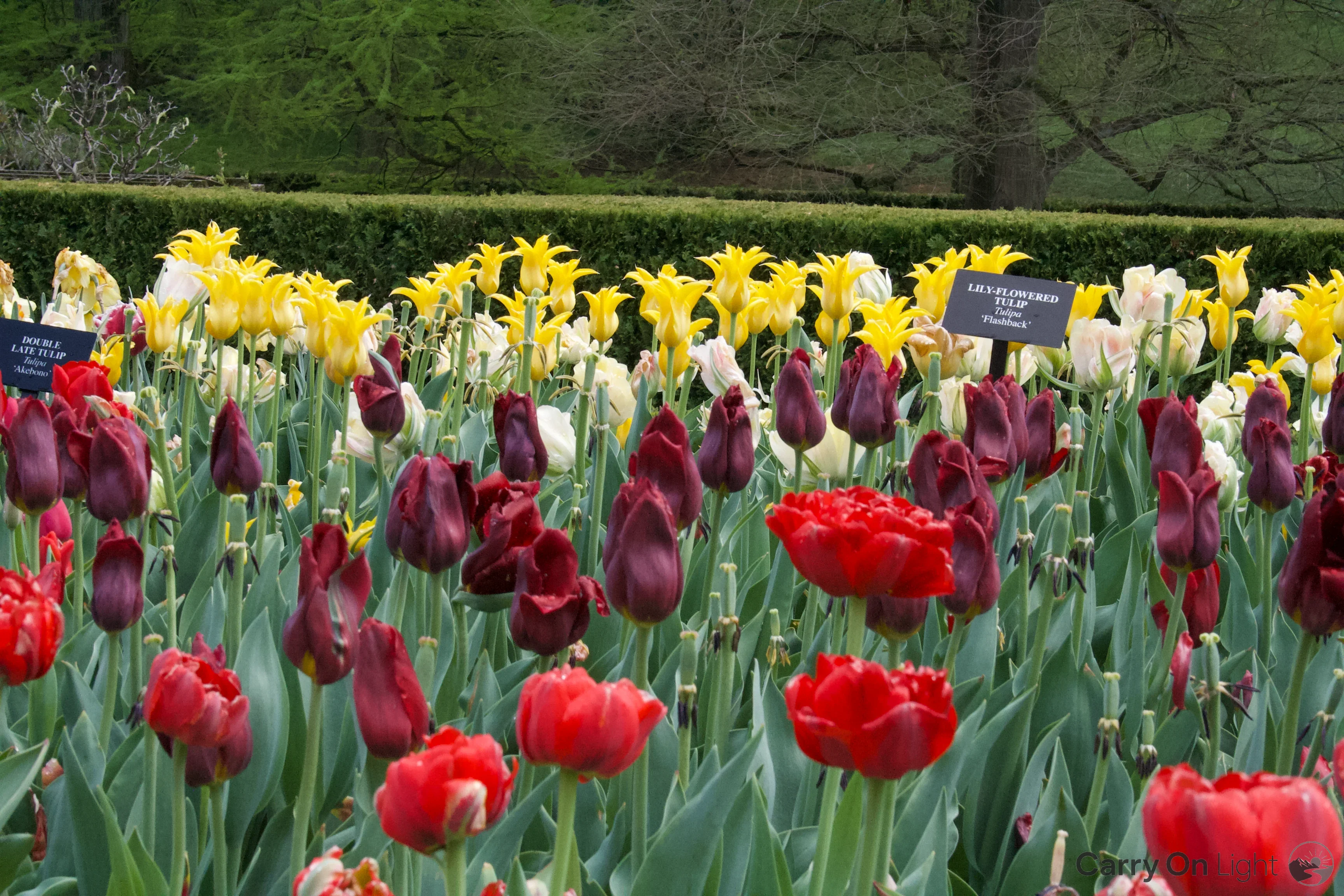 IMG_2919.webp