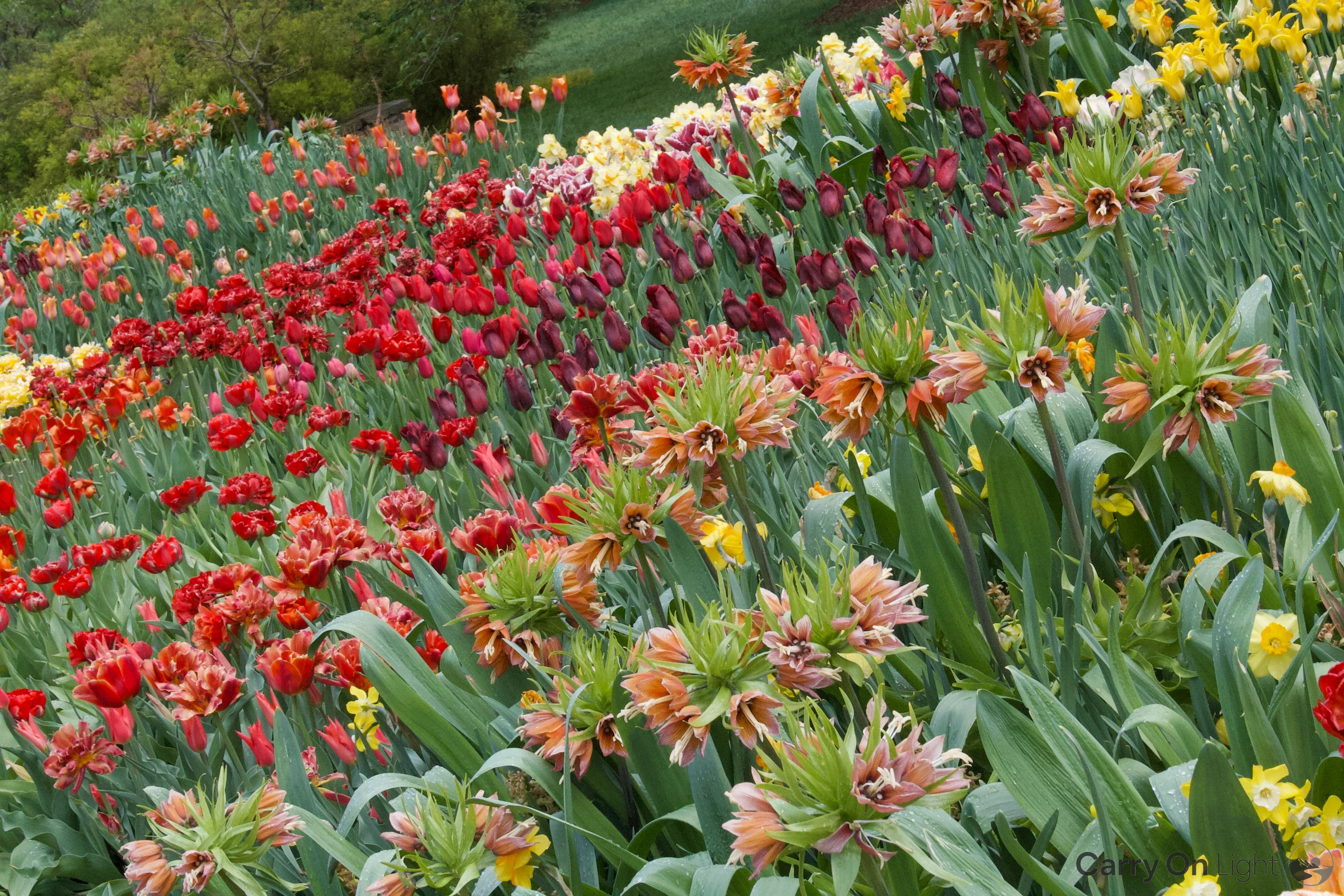 IMG_2922.webp