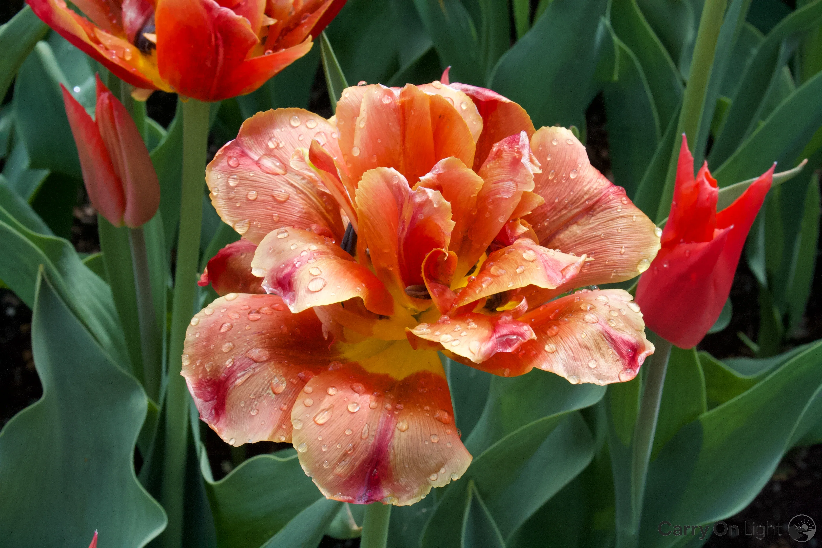 IMG_2923.webp