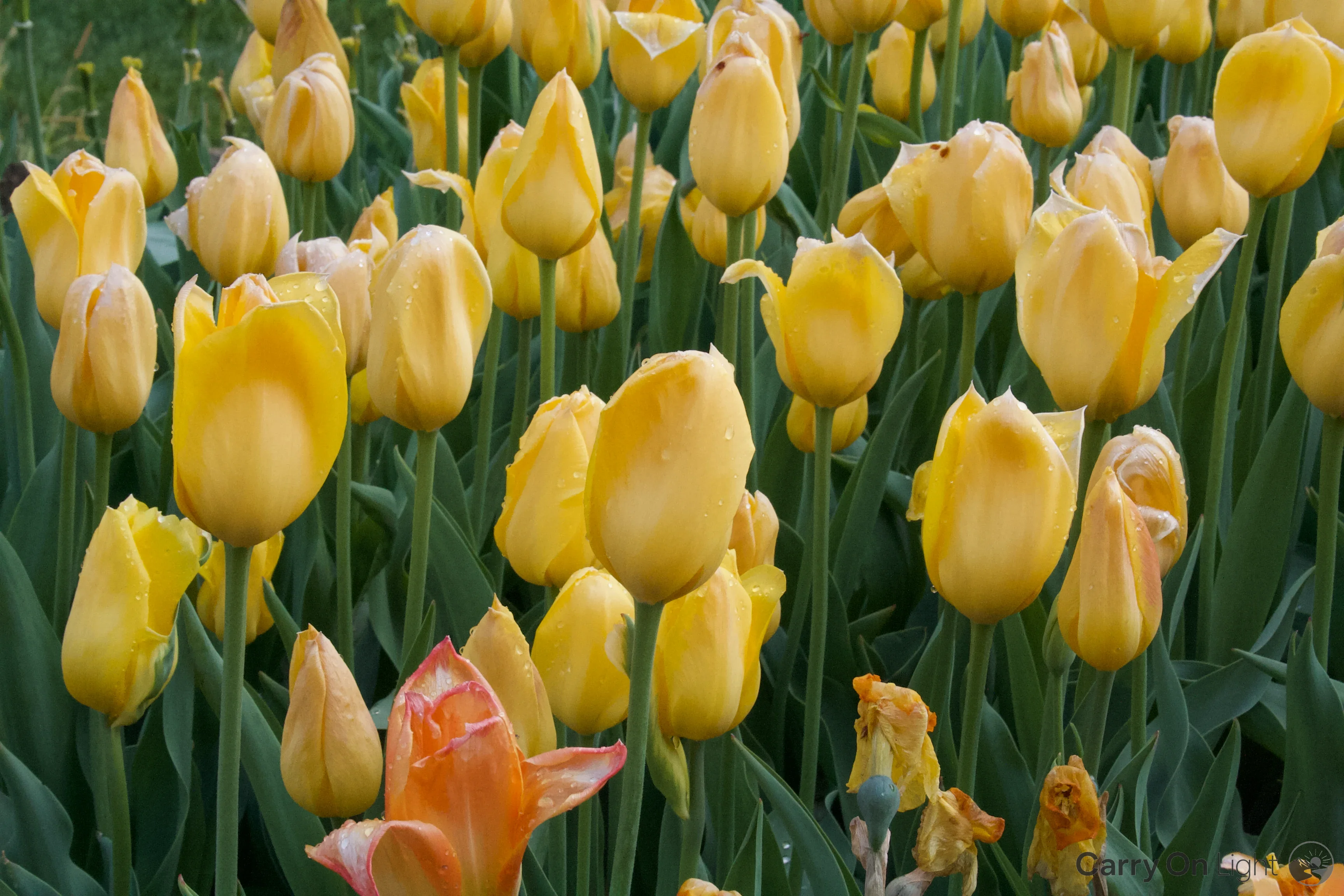 IMG_2926.webp