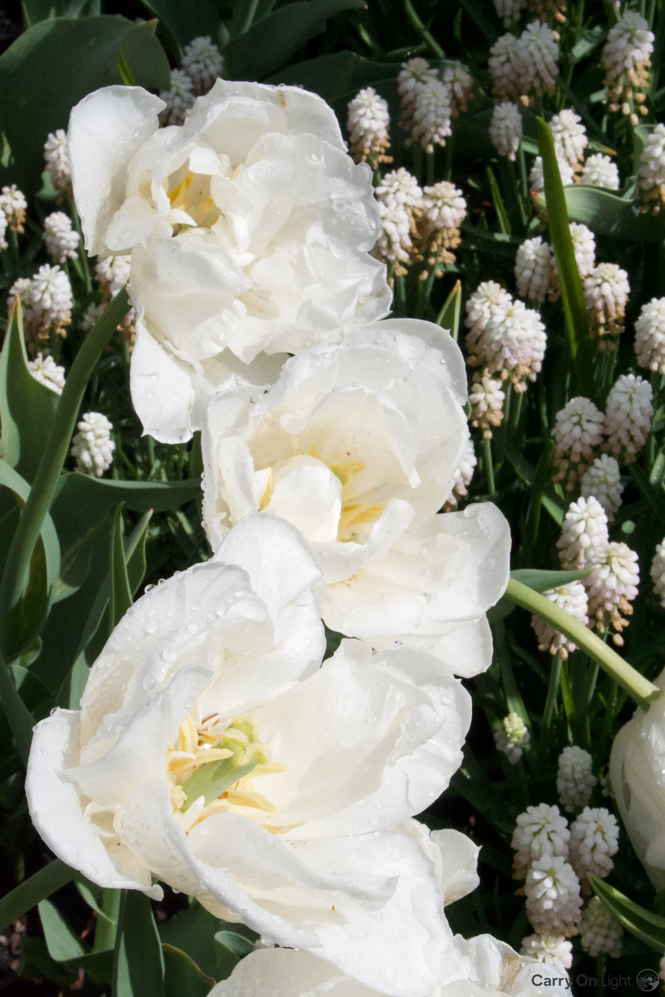 IMG_2929.webp