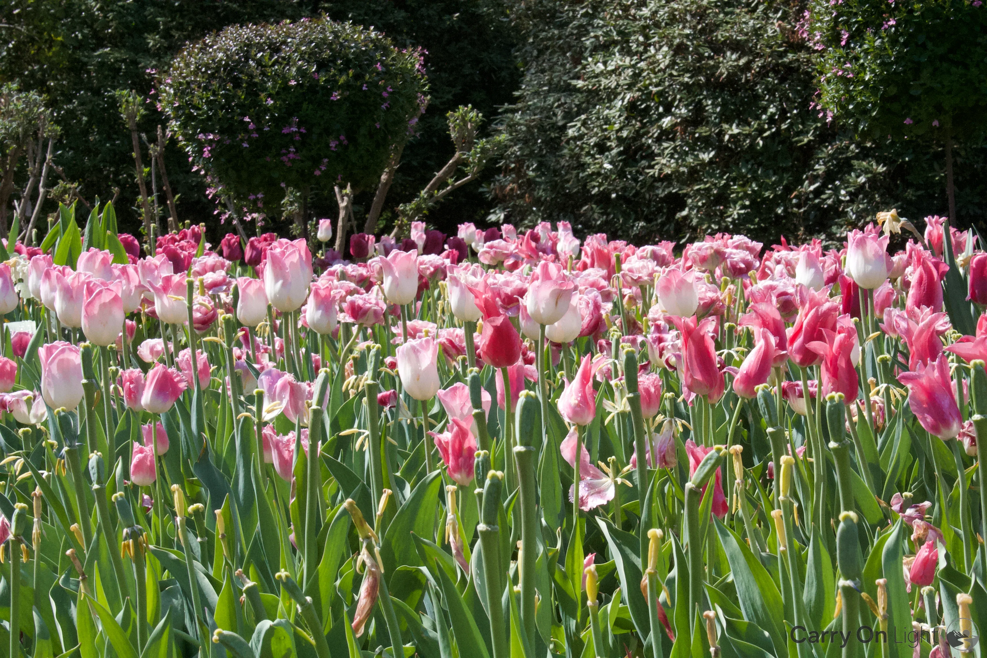 IMG_2938.webp