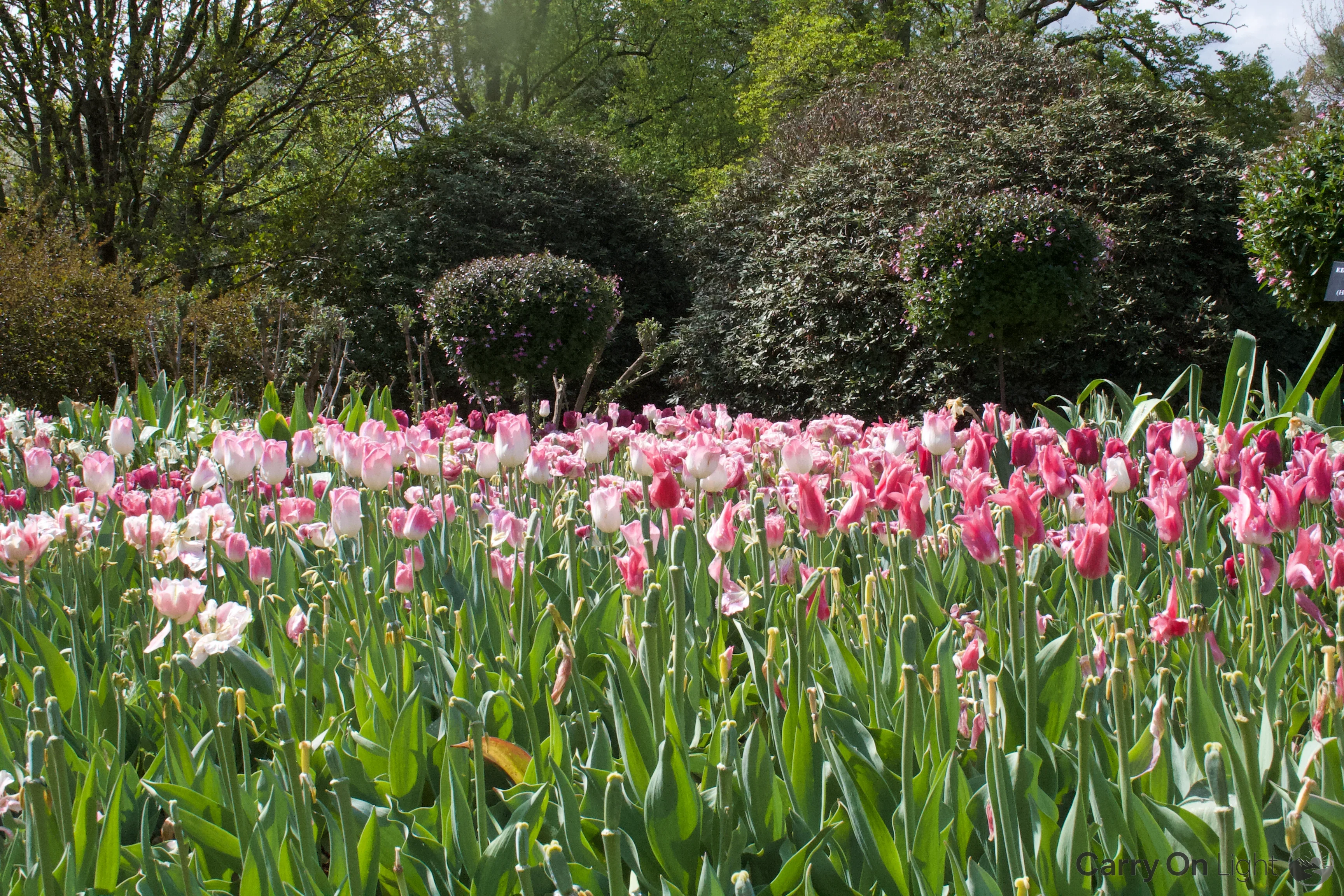 IMG_2939.webp