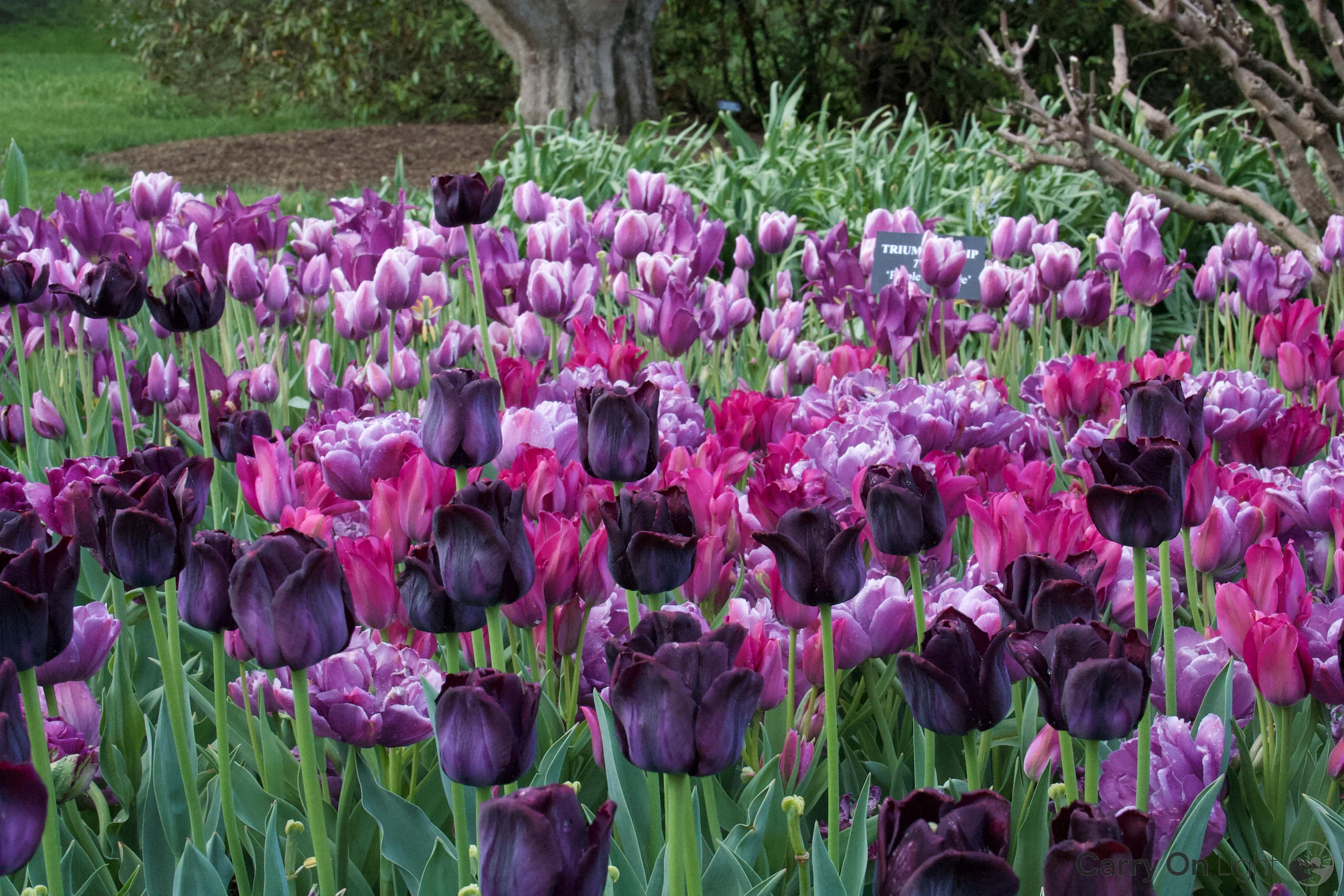 IMG_2941.webp