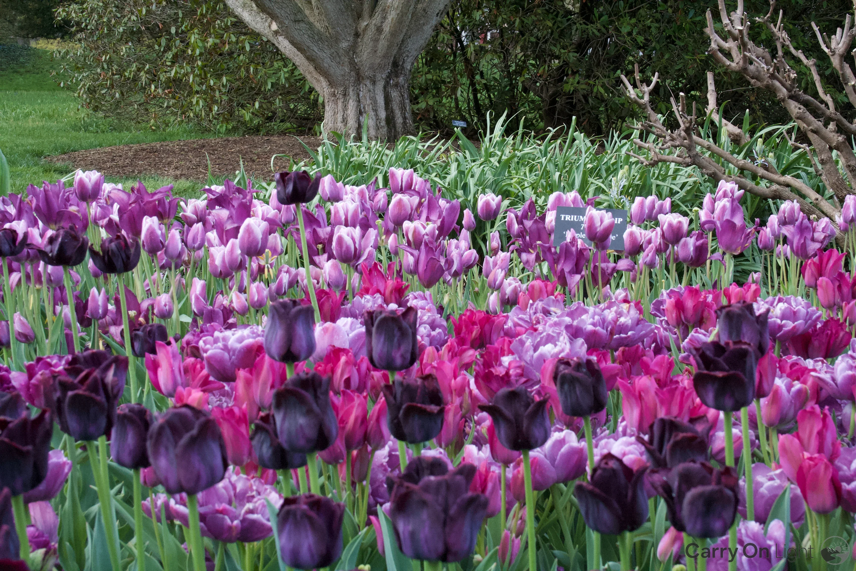 IMG_2942.webp