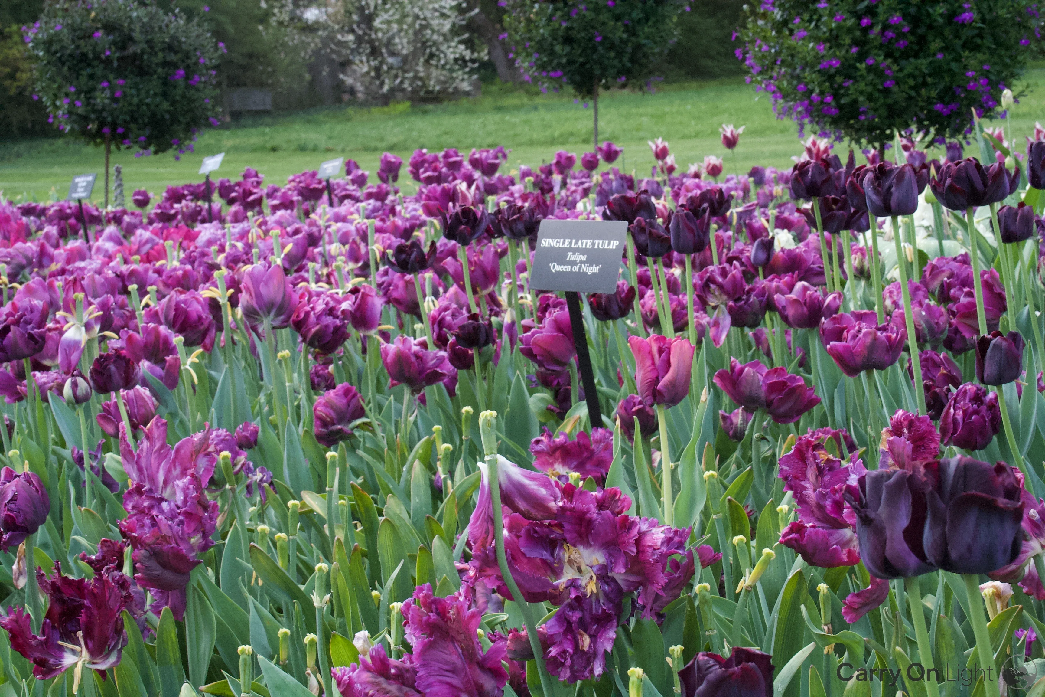 IMG_2943.webp