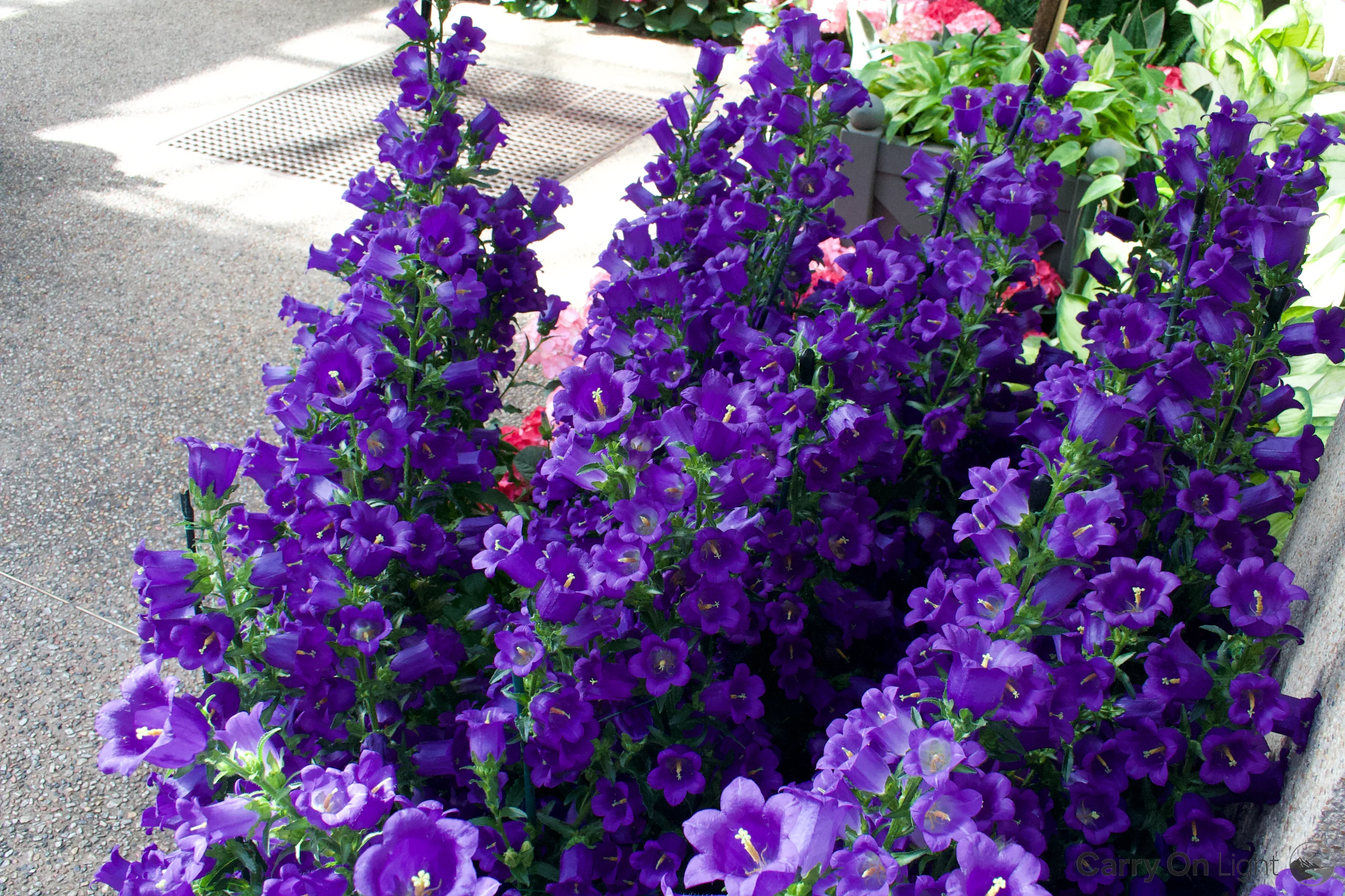 IMG_2994.webp