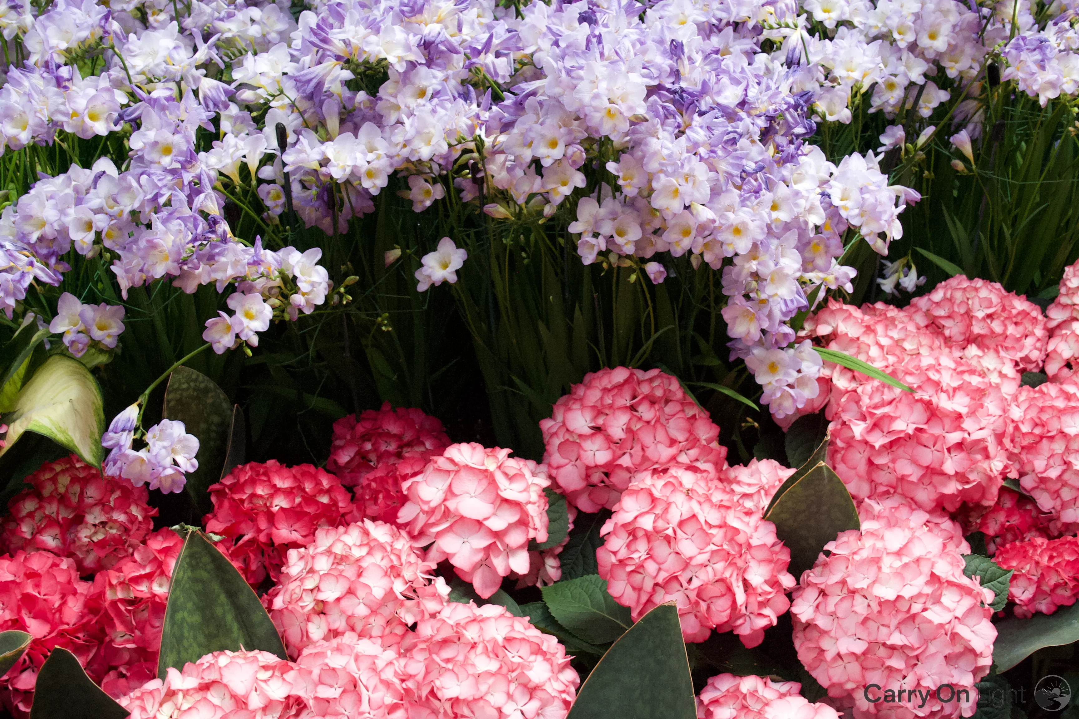 IMG_3000.webp
