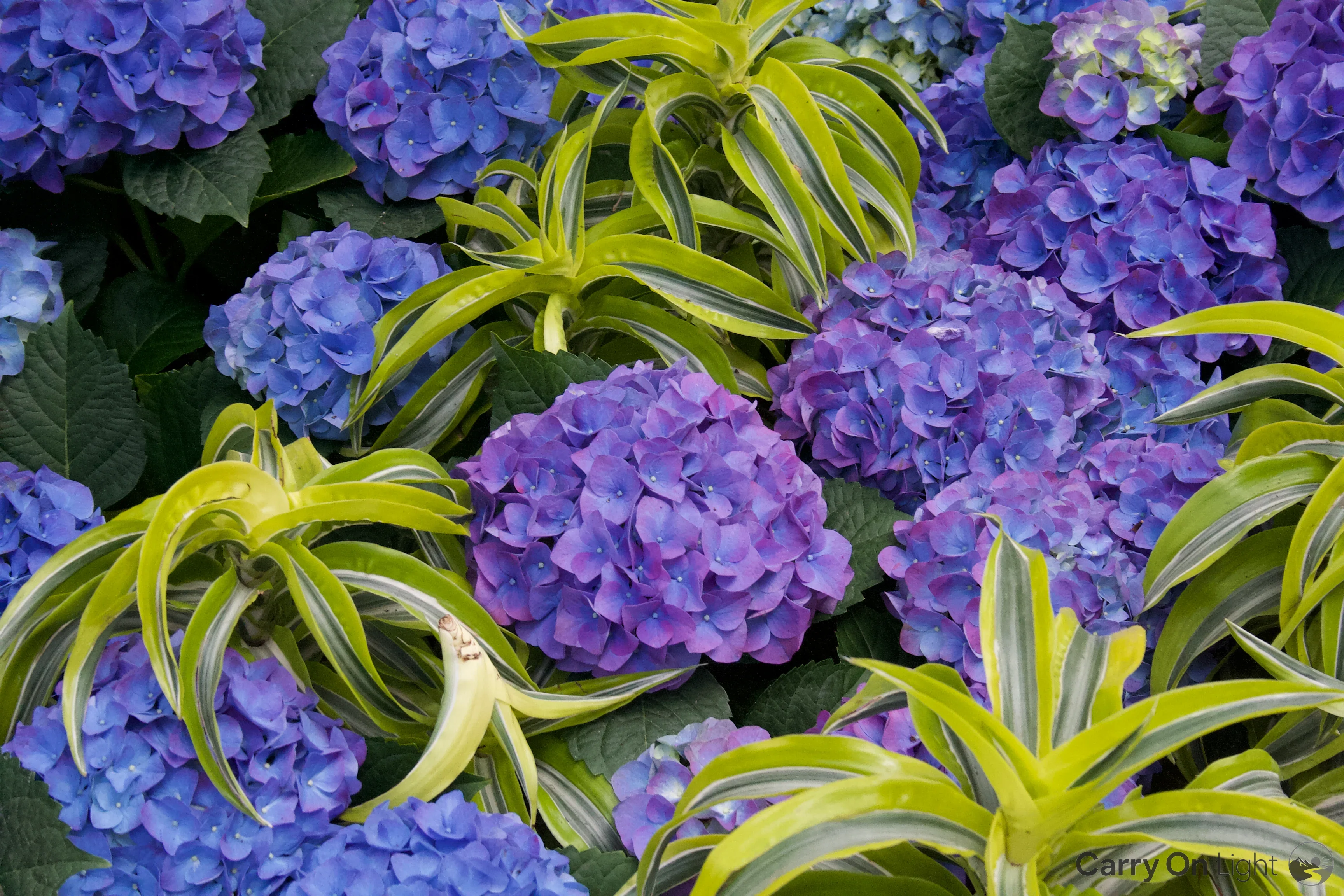 IMG_3007.webp