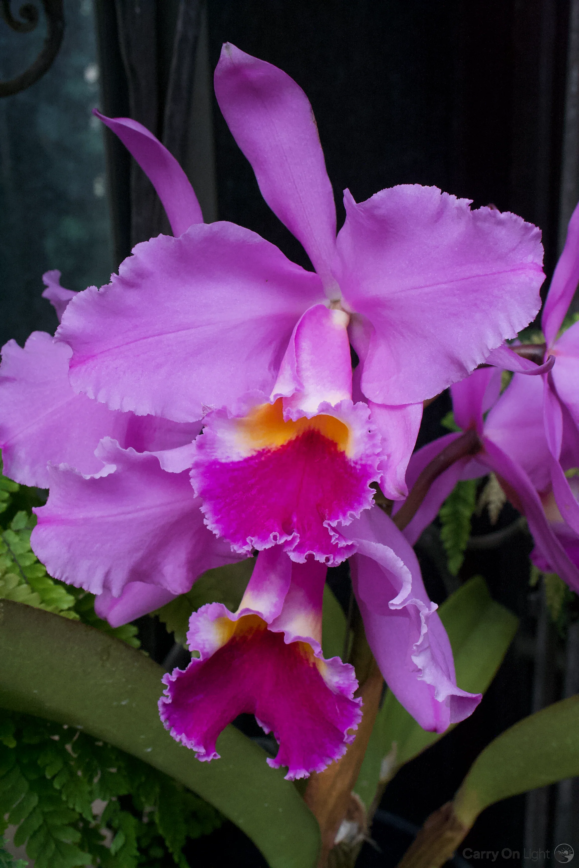 IMG_3043.webp