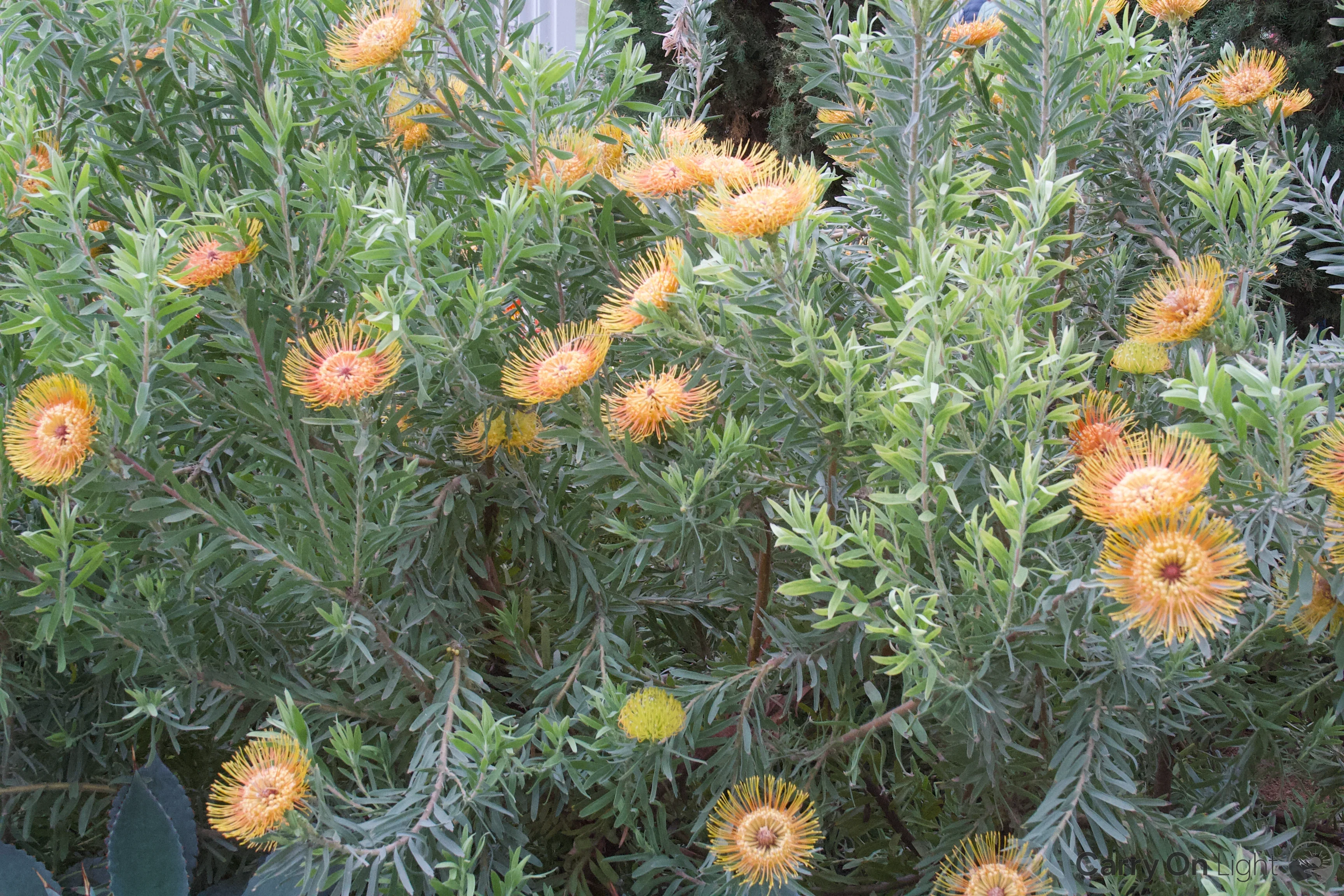 IMG_3056.webp